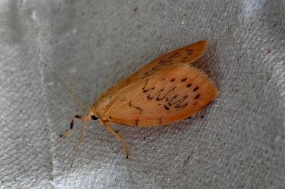 <i>Miltochrista miniata</i>