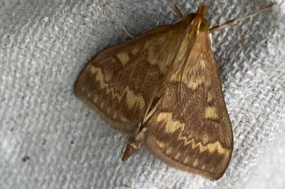 <i>Ostrinia nubilalis</i>