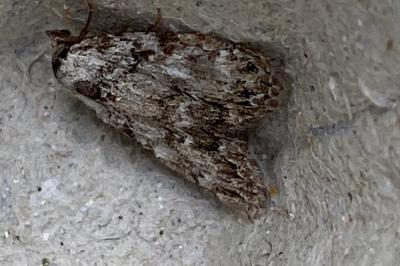 <i>Meganola strigula</i>
