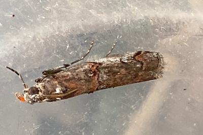 <i>Pempelia palumbella</i>