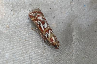 <i>Acrobasis porphyrella</i>