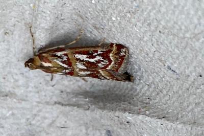 <i>Acrobasis porphyrella</i>