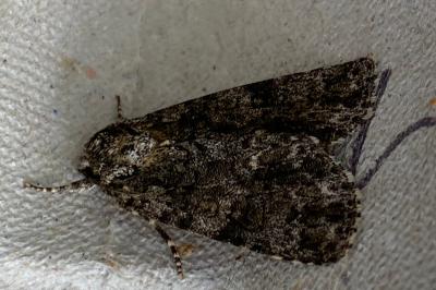 <i>Acronicta rumicis</i>