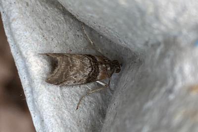 <i>Sciota rhenella</i>