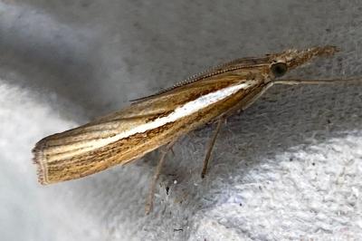 <i>Agriphila tristella</i>
