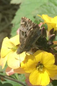 <i>Carcharodus alceae</i>