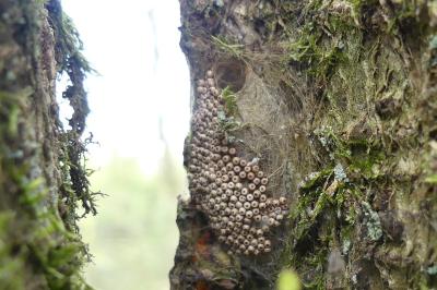 <i>Saturnia pavonia</i>