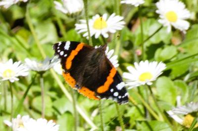<i>Vanessa atalanta</i>
