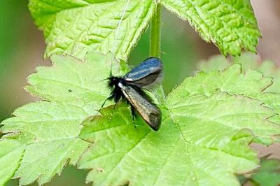 <i>Adela reaumurella</i>