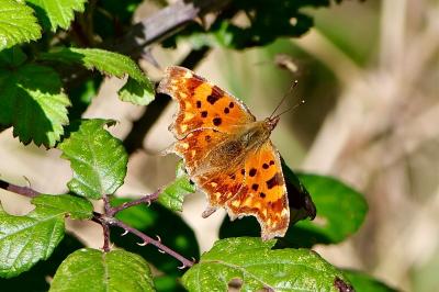 <i>Polygonia c-album</i>