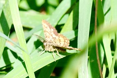 <i>Ematurga atomaria</i>