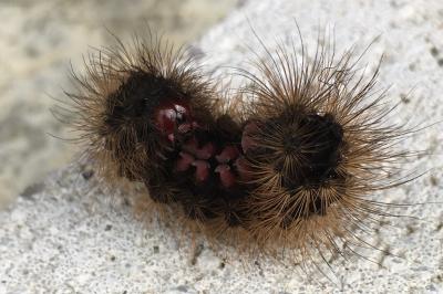 <i>Arctia villica</i>