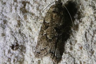 <i>Cnephasia</i>