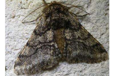 <i>Lycia hirtaria</i>