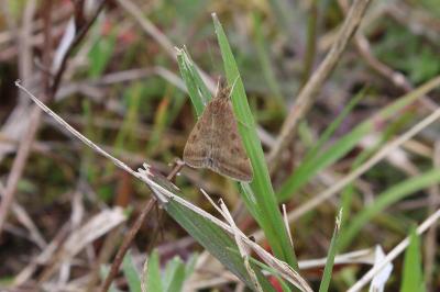 <i>Pyrausta despicata</i>