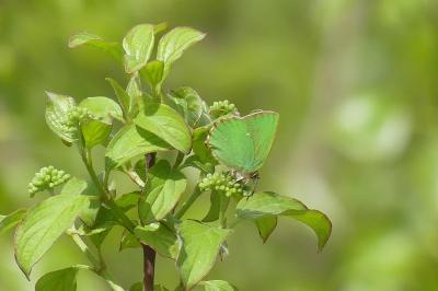<i>Callophrys rubi</i>