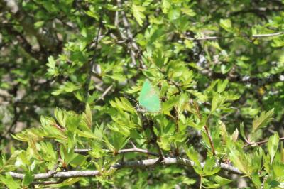 <i>Callophrys rubi</i>