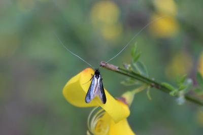 <i>Adela reaumurella</i>
