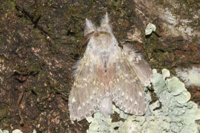 <i>Stauropus fagi</i>