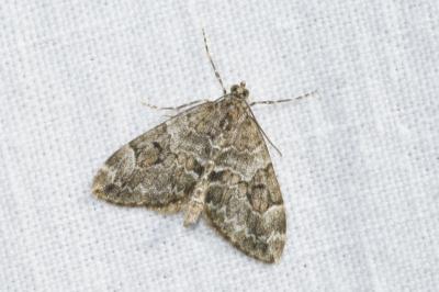 <i>Thera britannica/variata</i>