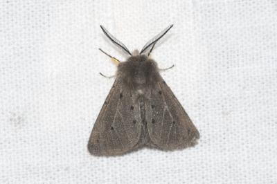 <i>Diaphora mendica</i>
