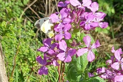 <i>Anthocharis cardamines</i>