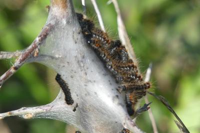<i>Eriogaster catax</i>