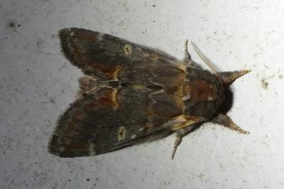 <i>Notodonta dromedarius</i>
