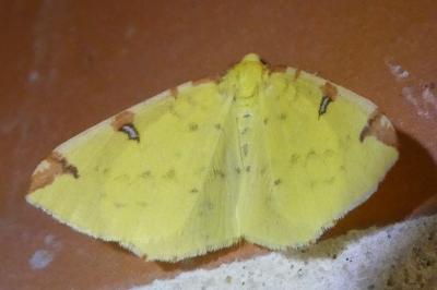 <i>Opisthograptis luteolata</i>