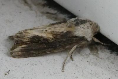 <i>Egira conspicillaris</i>