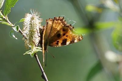 <i>Nymphalis polychloros</i>