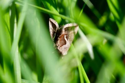 <i>Macdunnoughia confusa</i>