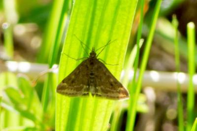 <i>Pyrausta despicata</i>