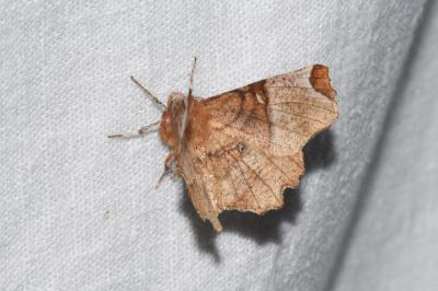 <i>Selenia lunularia</i>