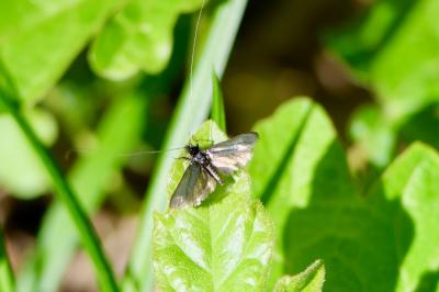 <i>Adela reaumurella</i>
