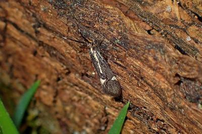 <i>Esperia sulphurella</i>