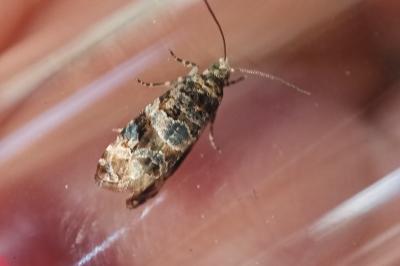 <i>Lobesia botrana</i>
