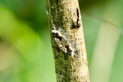 <i>Epirrhoe alternata</i>