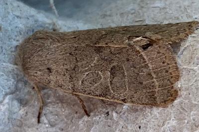 <i>Orthosia cerasi</i>