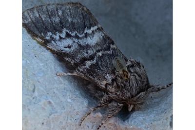 <i>Drymonia ruficornis</i>