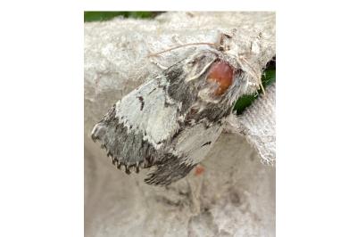 <i>Drymonia ruficornis</i>