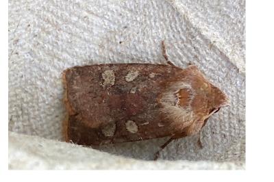<i>Cerastis leucographa</i>