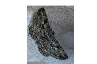 <i>Peribatodes rhomboidaria</i>