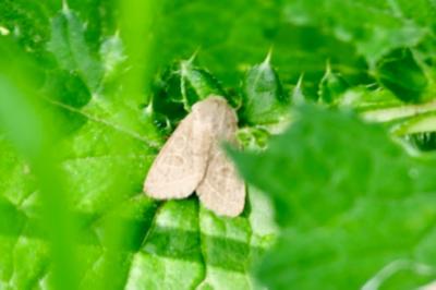 <i>Orthosia cerasi</i>