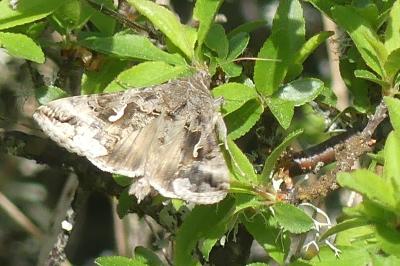 <i>Autographa gamma</i>