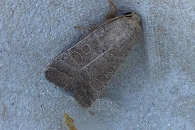 <i>Hoplodrina ambigua</i>