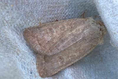 <i>Hoplodrina ambigua</i>