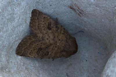 <i>Hoplodrina ambigua</i>