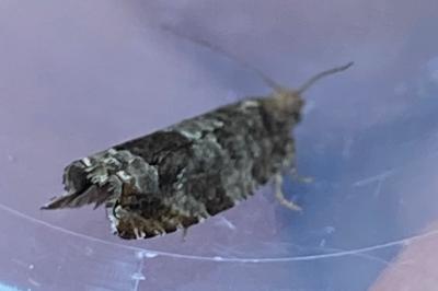 <i>Ancylis achatana</i>