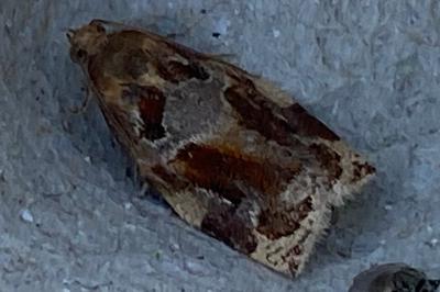 <i>Archips xylosteana</i>